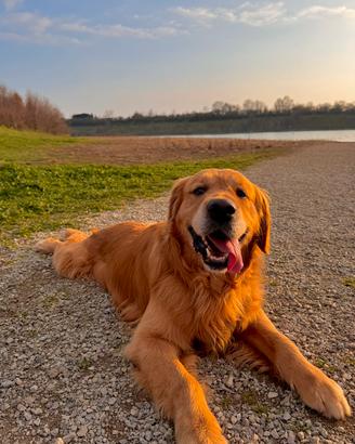 Golden retriever per monta