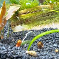 Set 20 lumache acquario planorbarius melanoides ph