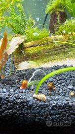 Set 20 lumache acquario planorbarius melanoides ph