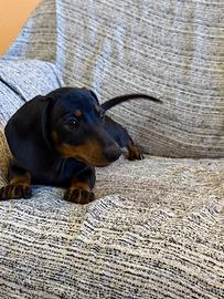 Cucciola di Bassotto Kaninchen