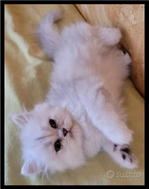 Cucciolo gatto persiano