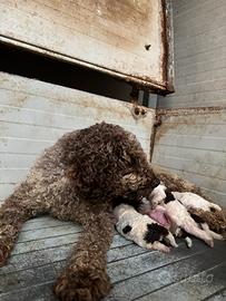 Lagotto da tartufo