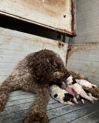 Lagotto da tartufo