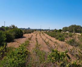 Vendita terreni agricoli S'Ecca S'Arrideli