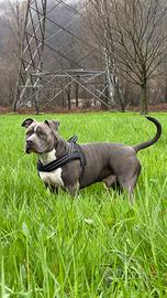 AMERICAN BULLY per Monta