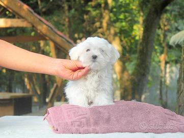 Cucciola di Maltese