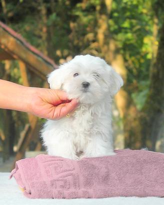 Cucciola di Maltese