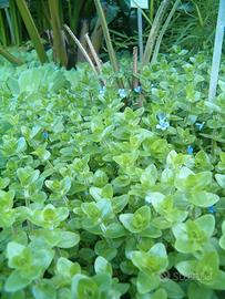 Piante lumache caridine