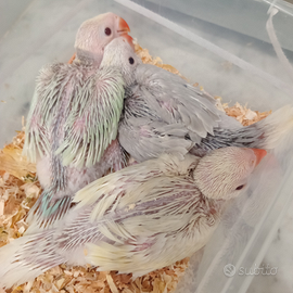 Parrocchetto dal collare