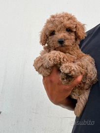 Cuccioli di barboncino Toy 
