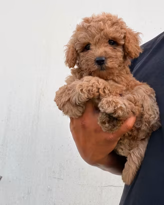 Cuccioli di barboncino Toy 