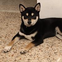 Vendita Shiba inu