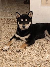 Vendita Shiba inu