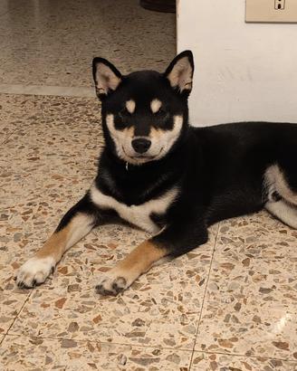 Vendita Shiba inu