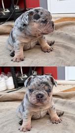 Cuccioli Bulldog Bouledogue Francese