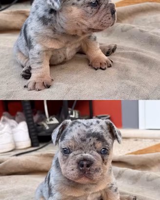 Cuccioli Bulldog Bouledogue Francese