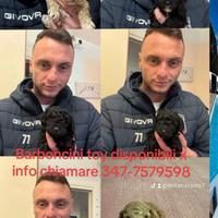 Barboncini Toy disponibili di vari colori