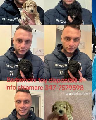 Barboncini Toy disponibili di vari colori