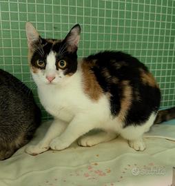 CALI' GATTINA CALICO