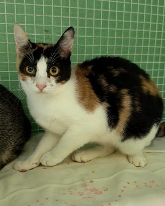 CALI' GATTINA CALICO