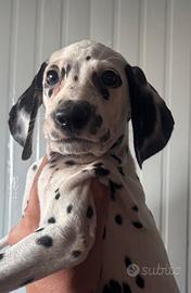 Femminnuccia dalmata pedigree