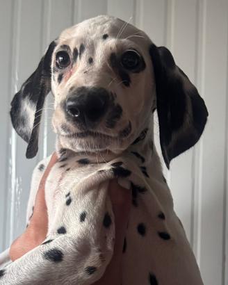 Femminnuccia dalmata pedigree