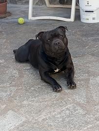 Staffordschire maschio per accoppiamento