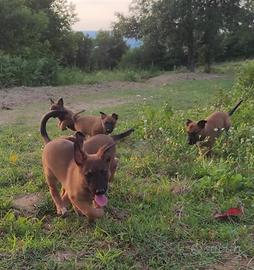 Super cucciolata pastore belga Malinois