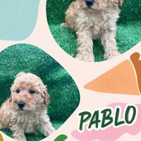 Barboncino albicocca _ pablo