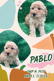 Barboncino albicocca _ pablo