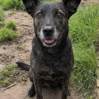 Cagnolina in adozione