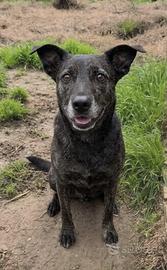 Cagnolina in adozione