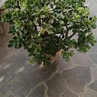 Crassula ovata (pianta di giada)