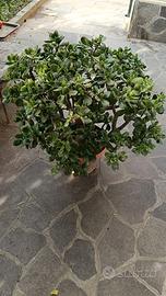 Crassula ovata (pianta di giada)