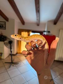 Geco Leopardino