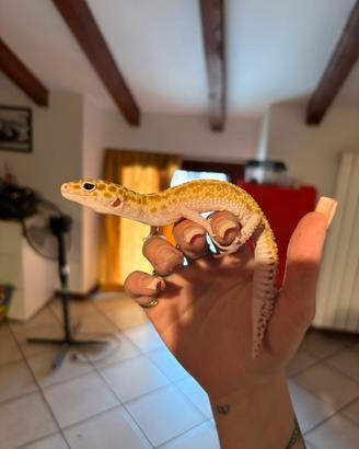 Geco Leopardino