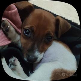  cucciolo di jack russel 
