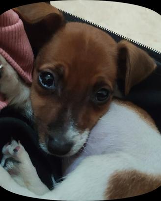  cucciolo di jack russel 