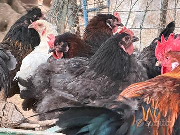 Galline