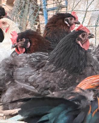Galline