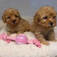 Barboncina femmina tre mesi