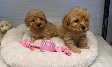 Barboncina femmina tre mesi