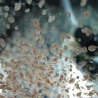 Daphnie Pulex cibo vivo acquario