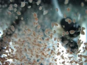 Daphnie Pulex cibo vivo acquario