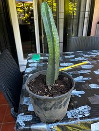 Pianta di cereus