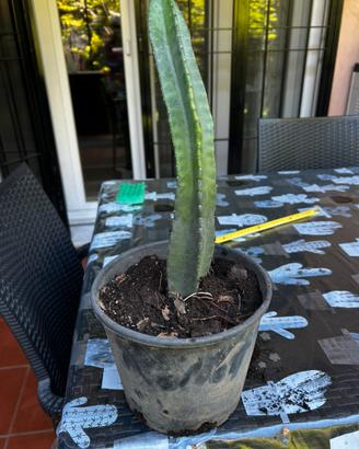 Pianta di cereus