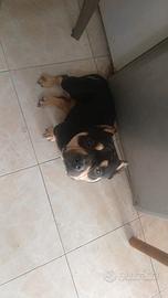 American bully