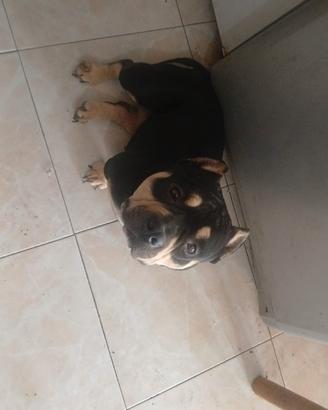 American bully