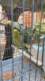 disponibilità di giovani cocoriti, dai bei colori.