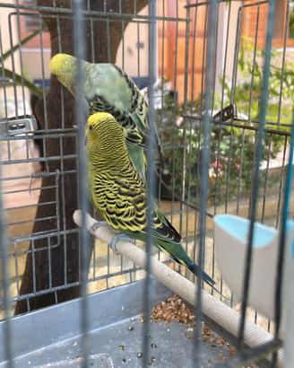 disponibilità di giovani cocoriti, dai bei colori.